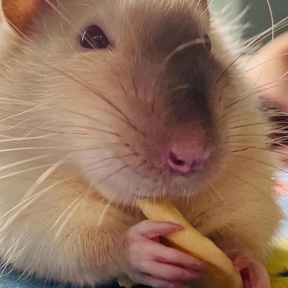 Meet your Posher, Jenny - Picture 4 of 7